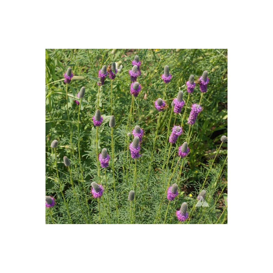 Heirloom Non Gmo Prairie Wildflower Native Perennial Mix For Pollinator Gardens Flower Seeds for [neera-v5-9ba85449e2e09837a155]