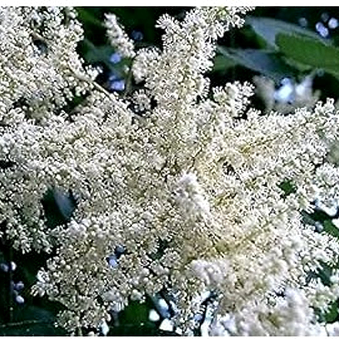 White Sumac Flower Seeds for Planting NON GMO Seeds [neera-v5-9bb51d5b3b6f884b7ed4]