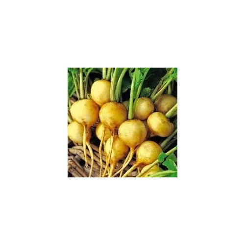 Yellow Radish Seeds for Planting [neera-v5-9bb7b7279364fbb3870a]
