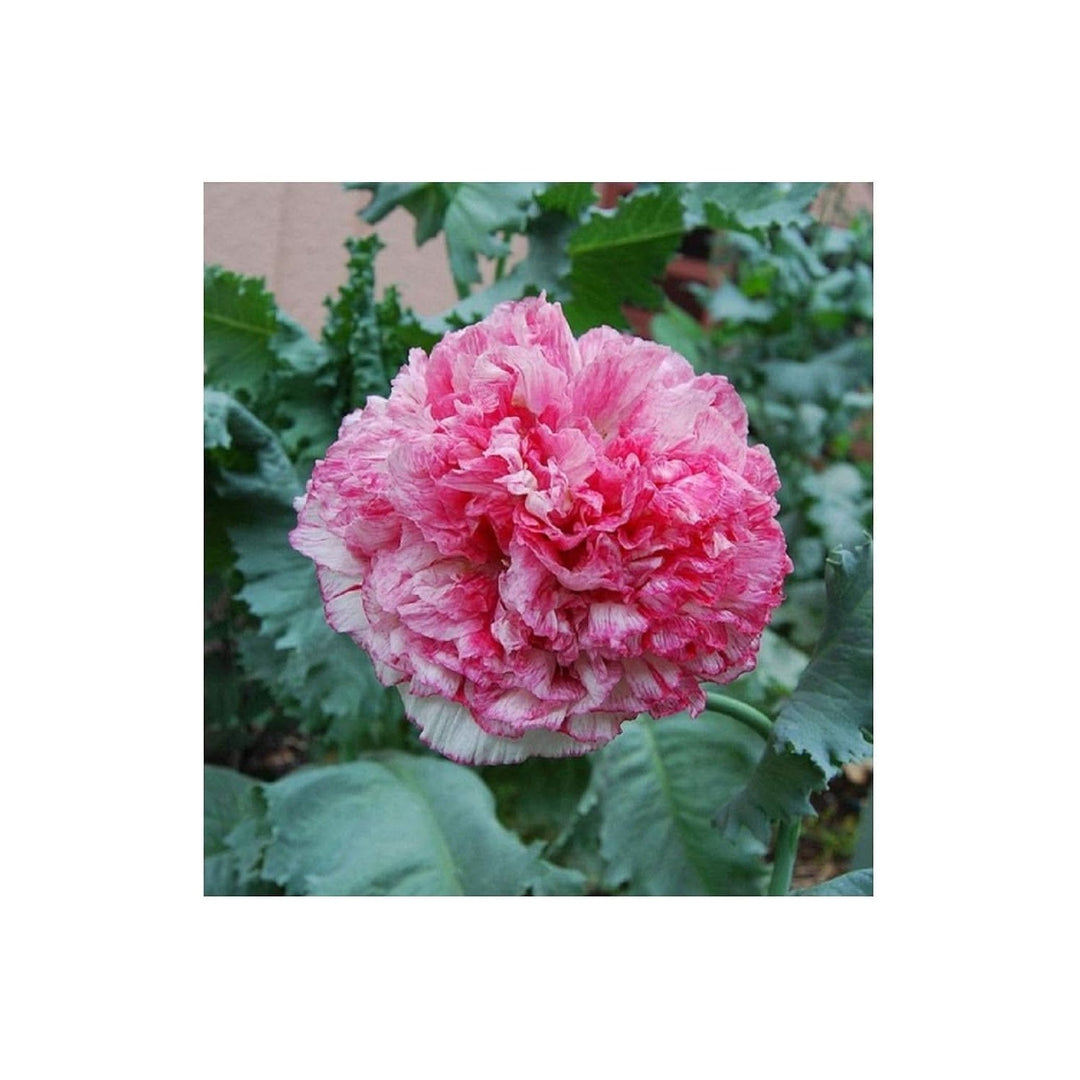 Pink Peony Poppy Large Bloom Flower Flower Seeds for Home Garden Planting, Exotic Organic Blooming [neera-v5-9bc0a63a109720e2938c]
