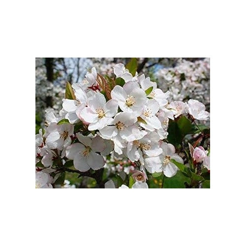 Crabapple White Flower Seeds for Planting [neera-v5-9bc3b262f3e534ff2be1]