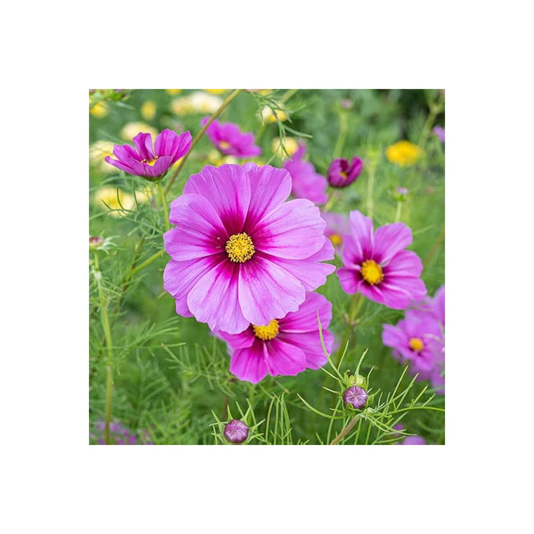 Golden Cosmos Cosmos Sulphureus Tall Flower For Planting Beautiful Blooms For Backyard Lscaping [neera-v5-9bc6fa6cfdc914b295f7]