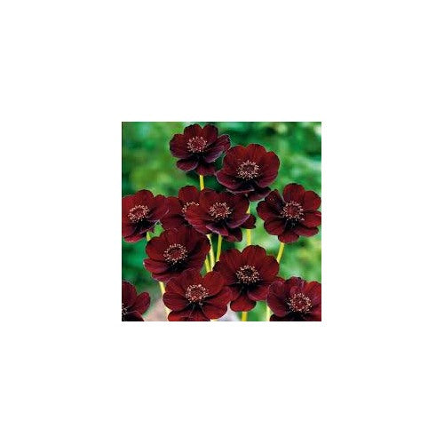 Chocolate Cosmos Cosmos Atrosanguineus For Planting In Flower Bed Flower Seeds for Home Garden [neera-v5-9bc740ec27ca07076c1b]