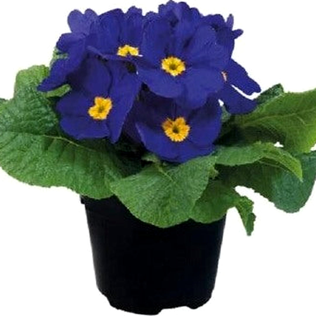 Blue Primula Planting Primula Early Primrose Planting Heirloom Non Gmo Drought Tolerant [neera-v5-9bc74cdc331791573efd]