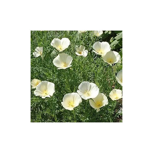 White Persian Poppy Flower For Planting Flower Seeds for Home Garden Planting, Fragrant Organic [neera-v5-9bcb5e0bb1fb54433367]
