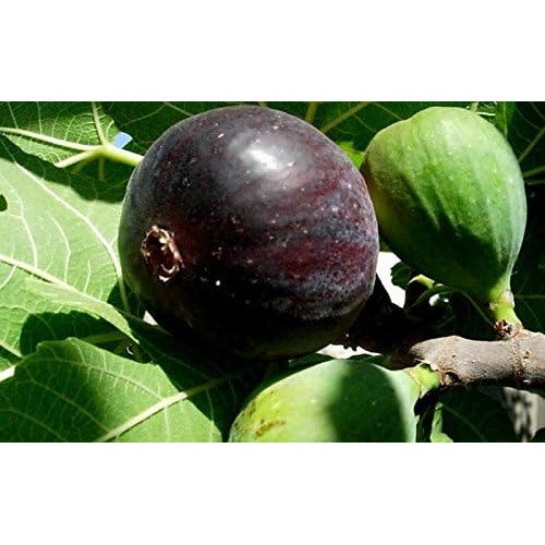 Black Mission Fig Seeds for Planting [neera-v5-9bd0a87bc8671300cf56]