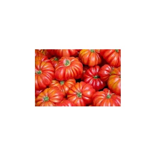 Red Costoluto Tomato Seeds for Planting [neera-v5-9bd9e20734d261926469]