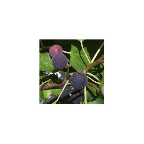 Black Mission Fig Seeds [neera-v5-9bdbdd12545f384d3cd7]
