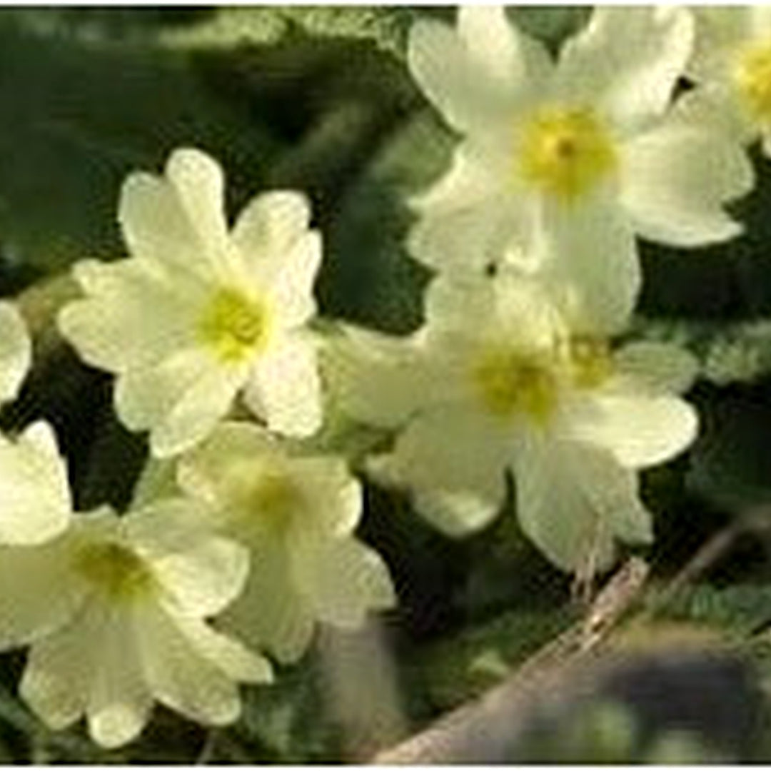 White Primula Autumn Seeds for Planting [neera-v5-9bdc514d108b3d94be4a]