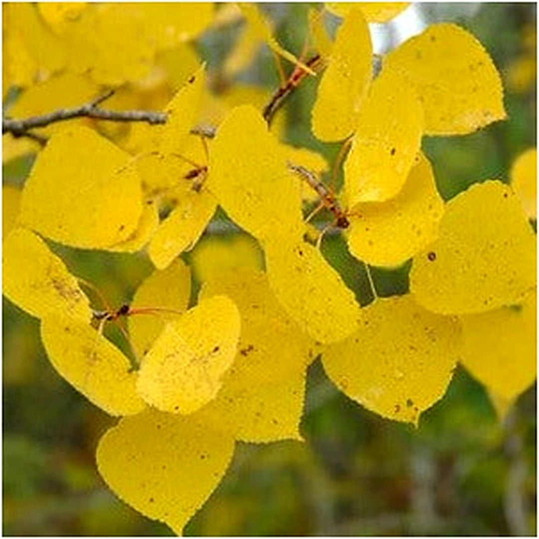 Populus tremuloides (Quaking Aspen) Seeds for Planting [neera-v5-9be7b7959fc73040fcb5]