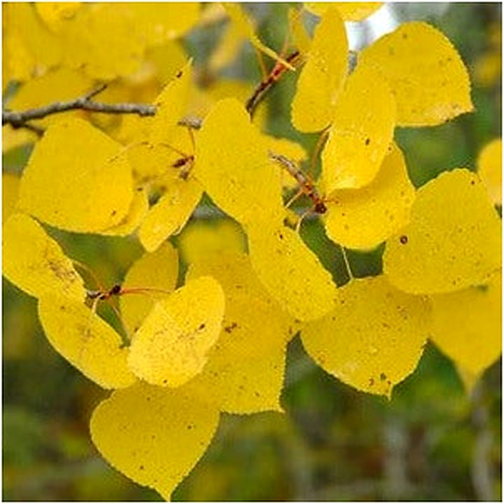 Populus tremuloides (Quaking Aspen) Seeds for Planting [neera-v5-9be7b7959fc73040fcb5]