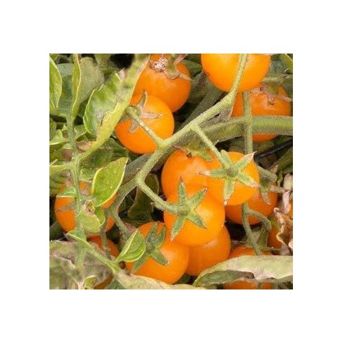 Yellow Tomato Seeds for Planting [neera-v5-9beaee98238a240a92c1]