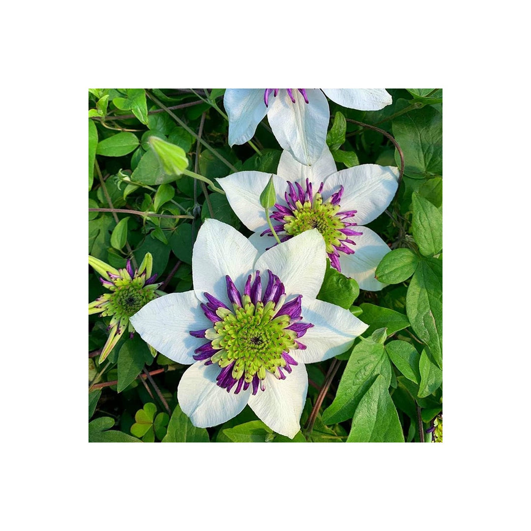 White Purple Heirloom Non Gmo Clematis Flower Planting Bicolor Climbing Vine Flower Seeds [neera-v5-9befc6b2b40d1f8c1564]