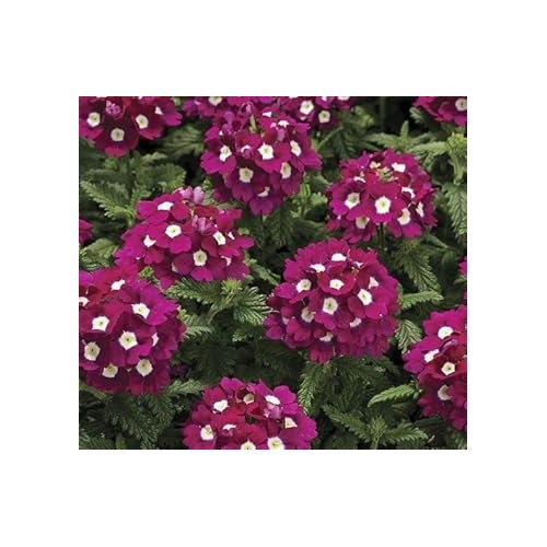 Burgundy Verbena Flower Seeds for Planting [neera-v5-9bfdea9c359f9c8df323]