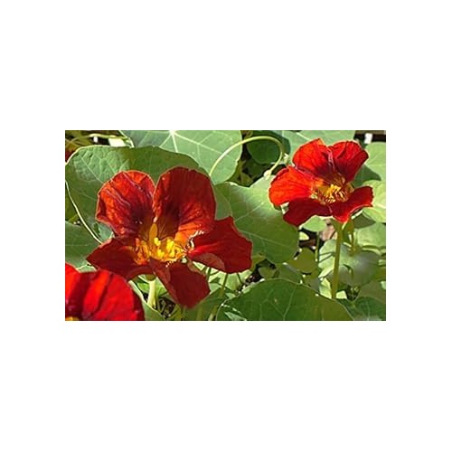 Heirloom Red Nasturtium Flower Seeds for Planting [neera-v5-9c2119c561c9001e32ec]