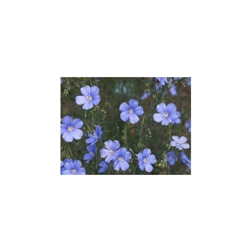 Heirloom Flax Flower Seeds for Garden Planting, Non-GMO, Delicate Blue Blooms for Wildflower Meadows [neera-v5-9c2faf9aa3e2e4b91519]