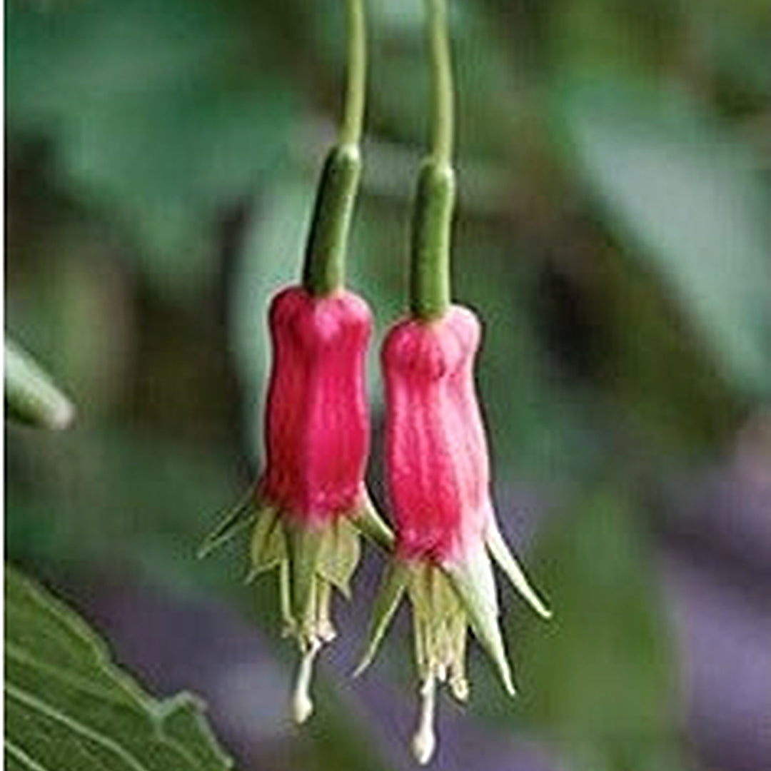 Heirloom Non-GMO Red Green Fuchsia Flower Seeds for Planting [neera-v5-9c31d91e5468260ecd4a]