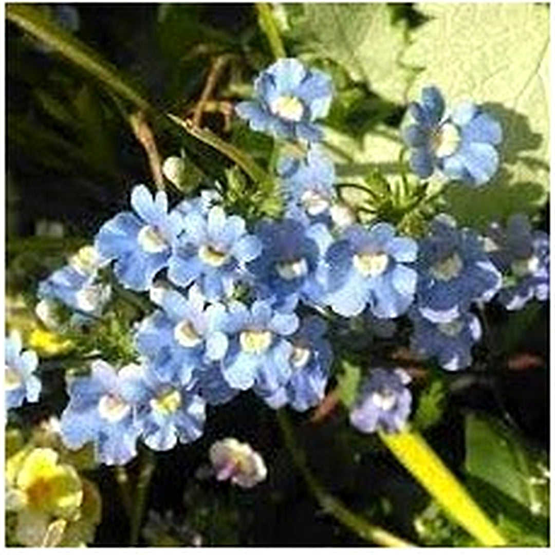 Fairy Mirror Blue Gem Flower Seeds for Planting [neera-v5-9c350e0574eb15cd7e24]