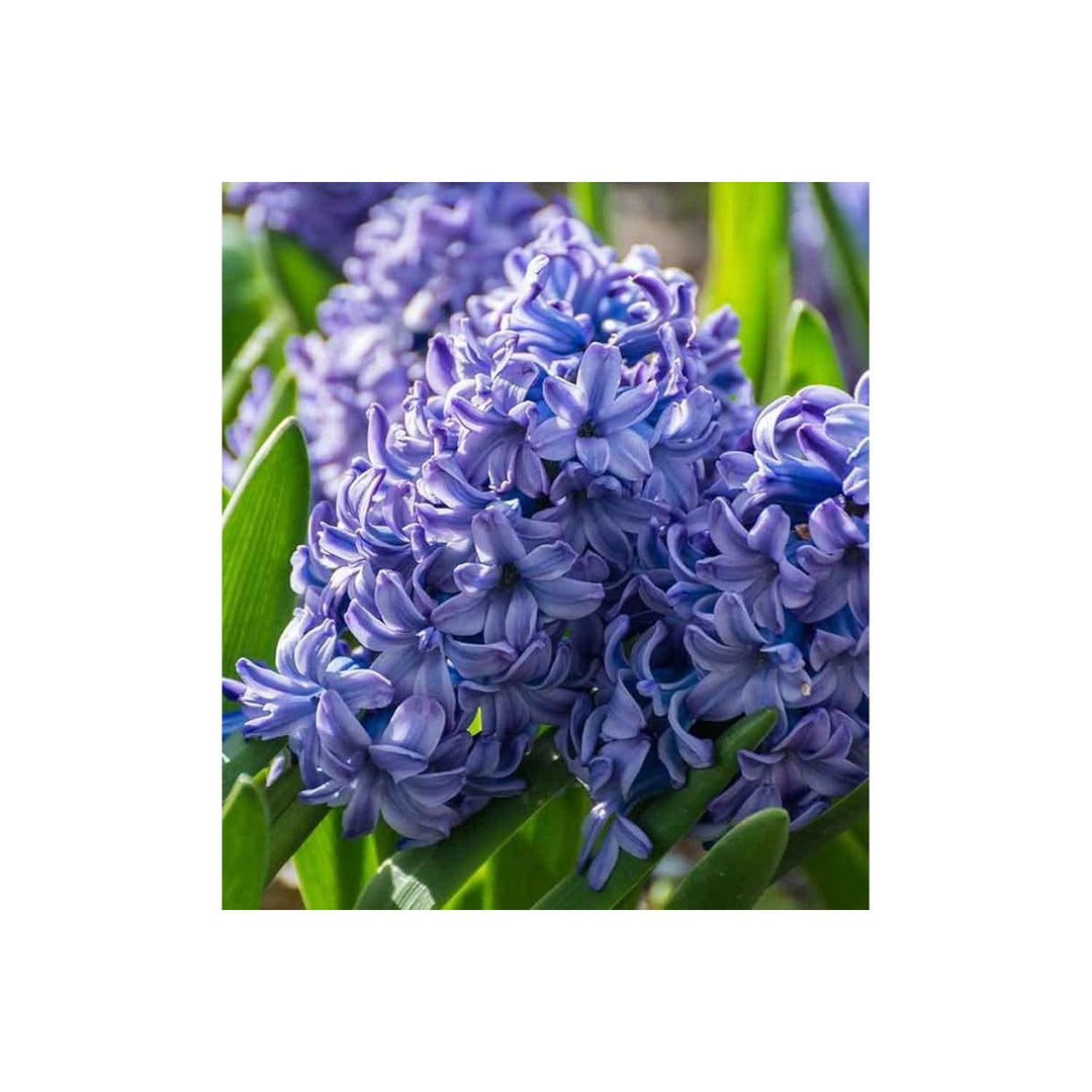 Blue Hyacinth Hyacinthus Orientalis Fragrant Flower Flower Seeds for Home Garden Planting, Premium [neera-v5-9c3e54743719304de451]