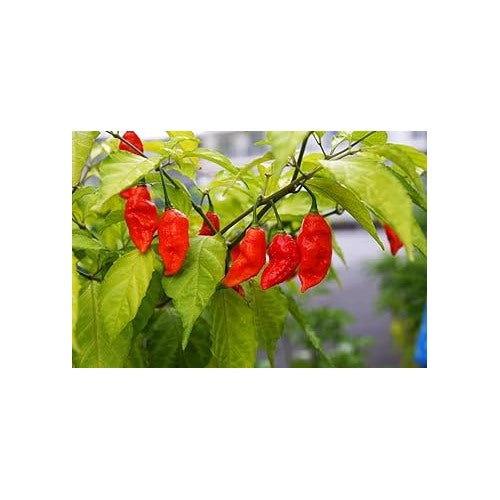 Heirloom Non-GMO Chile Pepper Seeds for Planting [neera-v5-9c41bf765ad108c5f037]