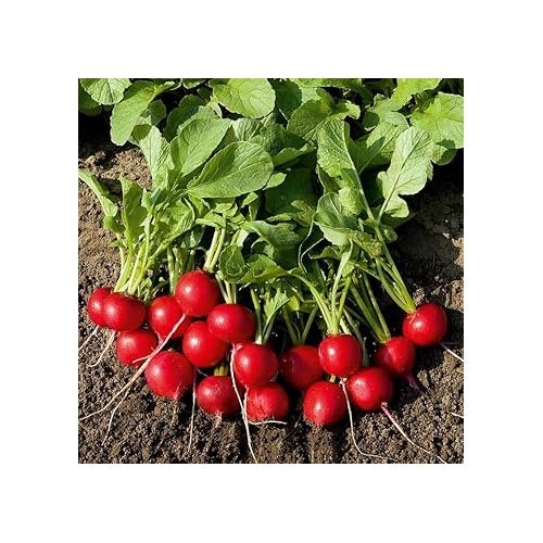 Red Radish Seeds for Planting [neera-v5-9c56b1a171857e6966c4]
