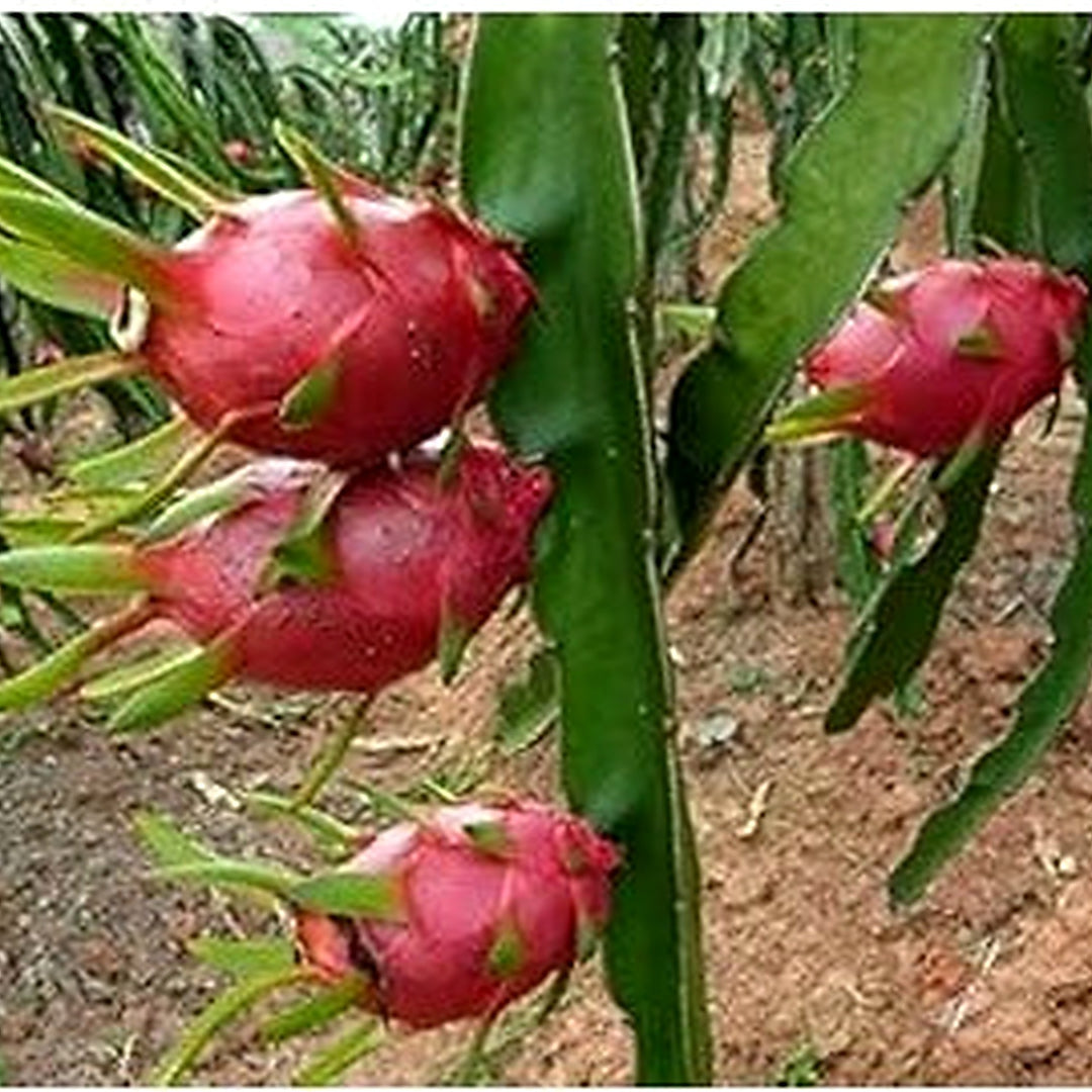 Pitaya Fruit Seeds [neera-v5-9c5f0779733e3c432b30]