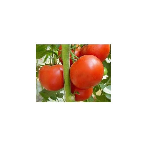 Heirloom Non-GMO Tomato Seeds for Home Gardening and Planting [neera-v5-9c679e89fffd54f49d6c]