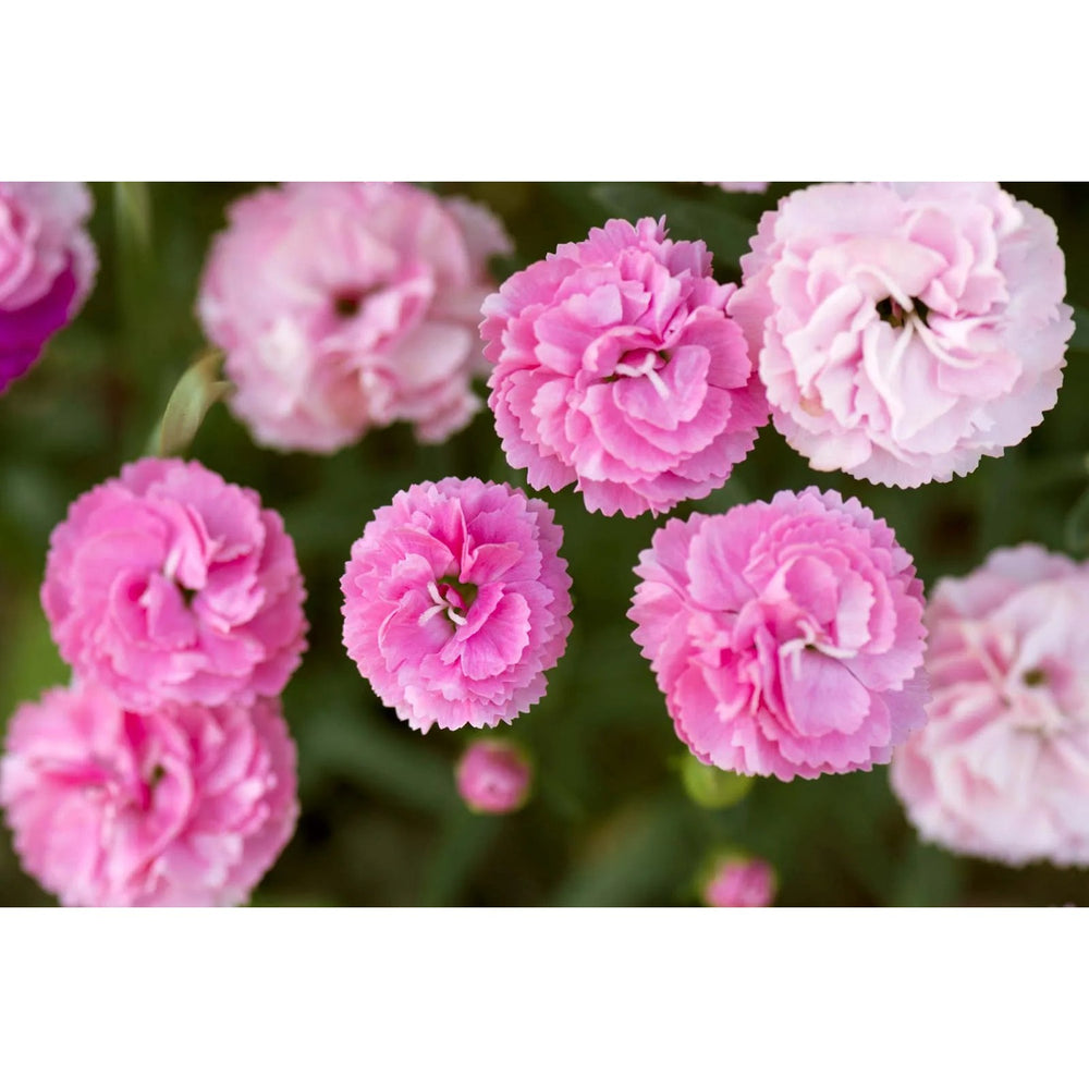 Carnation Dianthus Caryophyllus Flower Flower Seeds for Home Garden Planting, Exotic Organic [neera-v5-9c79879ce6a9b39a282f]