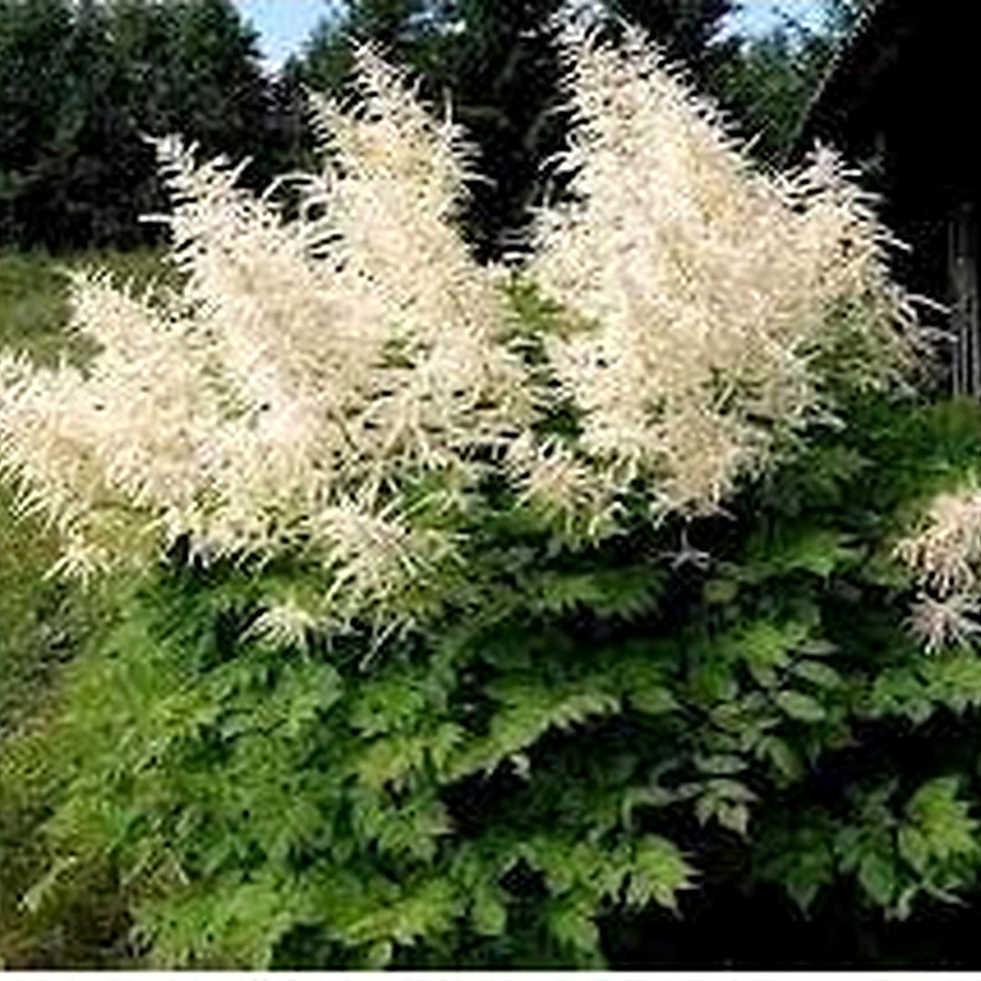 Heirloom Aruncus Dioicus Flower Non Gmo Goats Beard Blooms Shaded Garden Planting Flower Seeds [neera-v5-9c7e71eb8a4b0c385fbf]