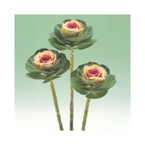 Flowering Kale Planting Flowering Kale Crane Bicolor Ornamental Kale Planting Heirloom Non [neera-v5-9c9803599ce2647cb0f6]
