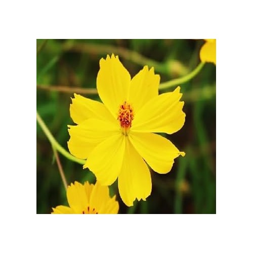 Yellow Cosmos Flower Seeds for Planting [neera-v5-9ca75110eda1a1ea7d52]