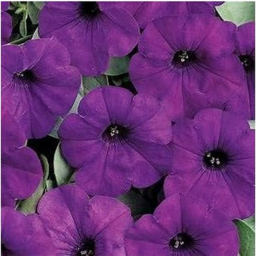 Navy Blue Petunia Flower Seeds for Planting [neera-v5-9cb082286551fcc0c486]