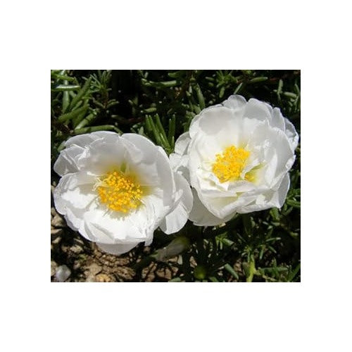 Heirloom Non-GMO Portulaca Grandiflora Seeds for Planting [neera-v5-9cb910834be363589038]