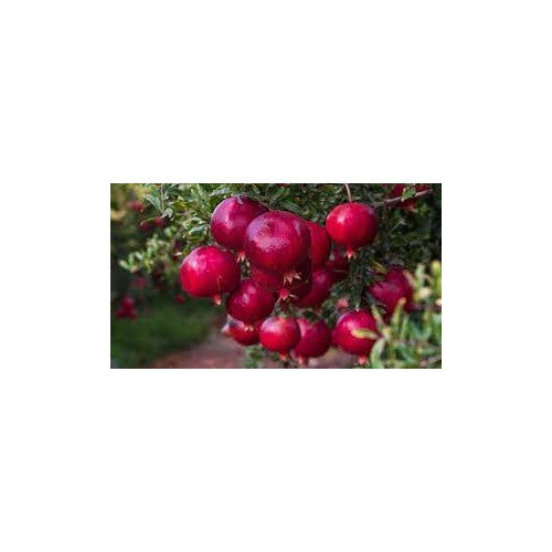 Burgundy Pomegranate Fruit Seeds [neera-v5-9cba03ad93177a43feca]