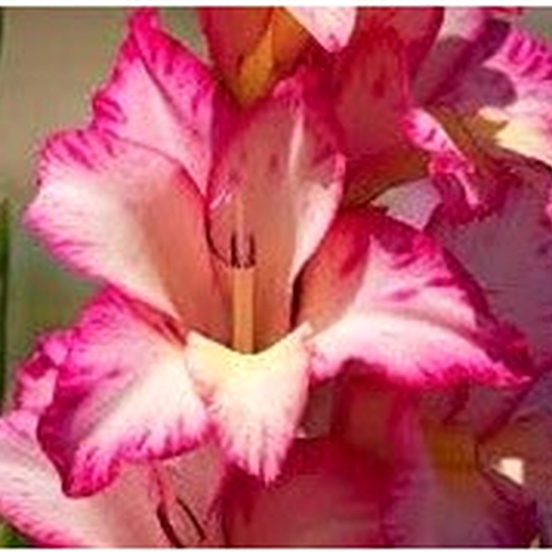 White Dark Pink Gladiolus Flower Seeds for Planting [neera-v5-9cbdd71fa4823bb443af]