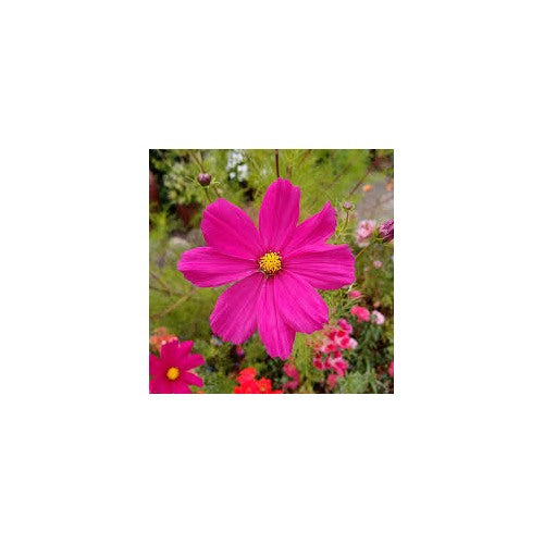 Cosmos Dazzler For Garden And Container Planting Flower Seeds for Home Garden Planting, Lush [neera-v5-9cc3a92b49356b17f865]