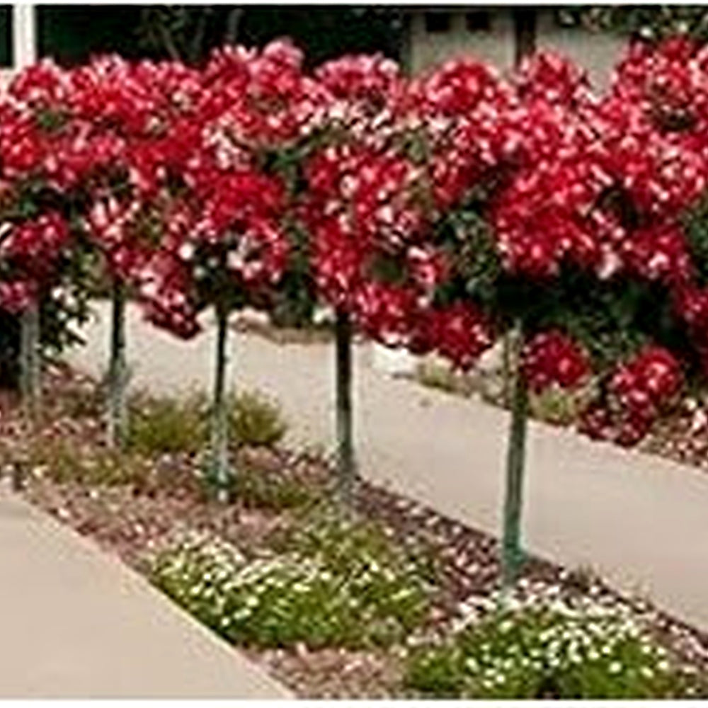 Red Rose Tree Flower Seeds [neera-v5-9cc8a057f3a9f0eec99a]