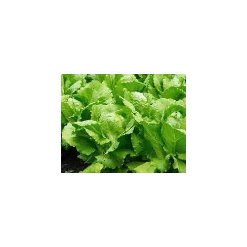 Lettuce Seeds for Planting [neera-v5-9ccf7f63b23eb605e712]
