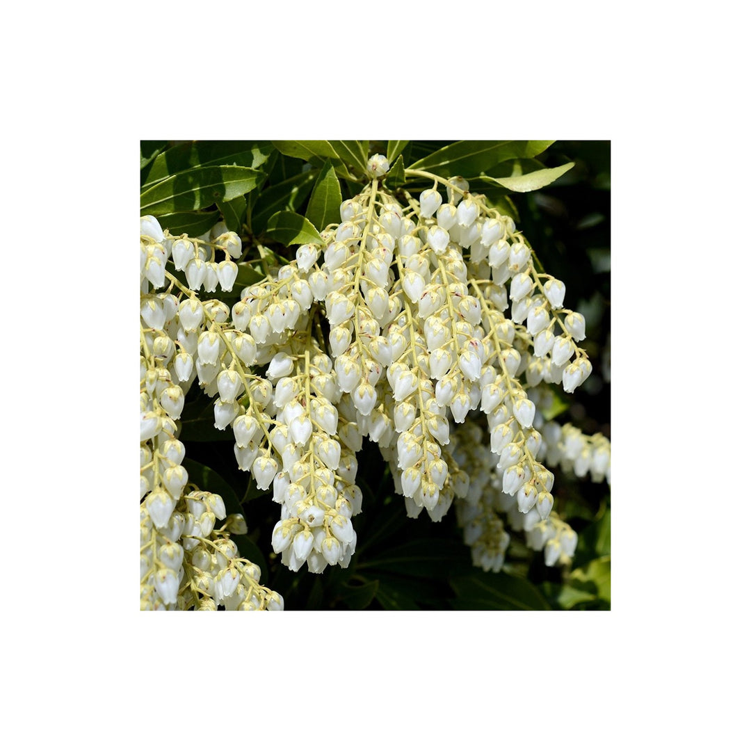 Pieris Japonica Flower For Planting Flower Seeds for Home Garden Planting, Landscape Organic [neera-v5-9cd2b90a1788665918fb]