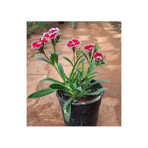Burgundy White Dianthus Flower Seeds [neera-v5-9ce48b8bddc564b18d24]