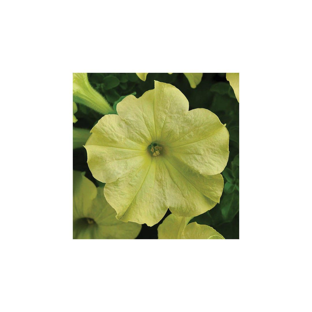 Blue Green Lime Petunia Flower For Planting Heirloom Non Gmo Easy To Grow Garden Blooms Flower [neera-v5-9cf72b1d0db159a9c775]