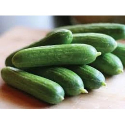 Heirloom Cucumber School Baby F1 Seeds for Planting [neera-v5-9cf836a90a1927a4c910]