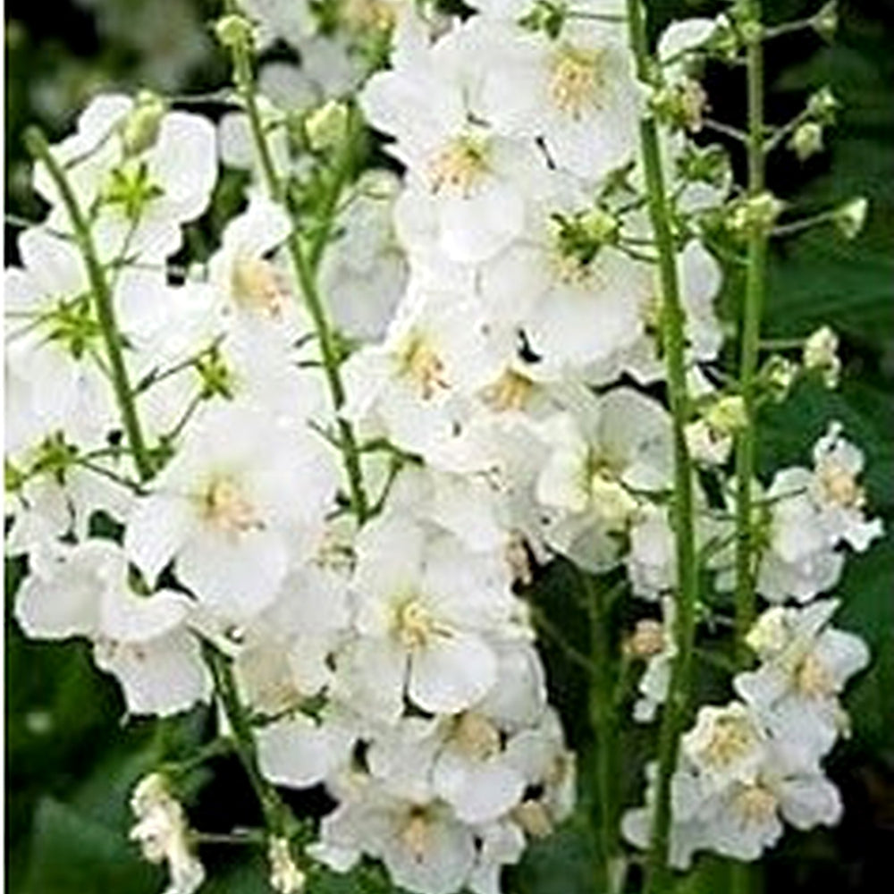 White Verbascum Flower Seeds for Planting [neera-v5-9cf942a08753fc525605]