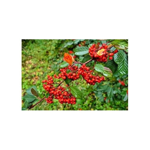 Cotoneaster Lacteus Fruit Seeds for Planting | Heirloom Non-GMO Organic Seeds for Attractive Red Berries [neera-v5-9d0446379eaf9d0090eb]