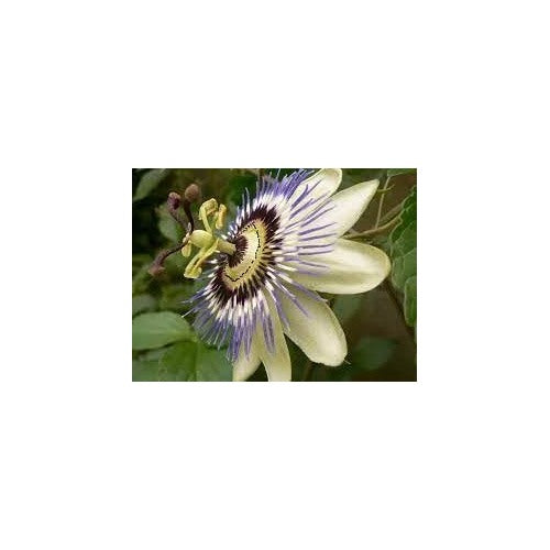 Heirloom Non-GMO Passionflower Seeds for Planting [neera-v5-9d0ca0ebde6edd7e7423]