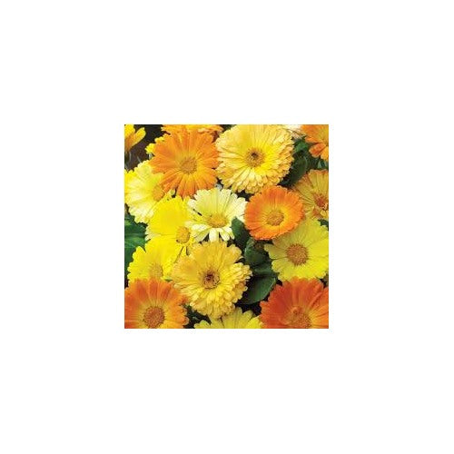Heirloom Calendula Officinalis English Field Marigold Large Flower Garden Mix Flower Seeds Home [neera-v5-9d119590209ec9a56760]
