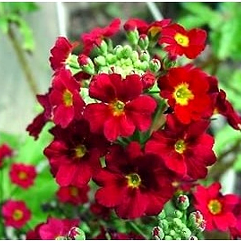 Primula Malacoides Red Flower Seeds [neera-v5-9d24a006d3ace0f7ef9a]