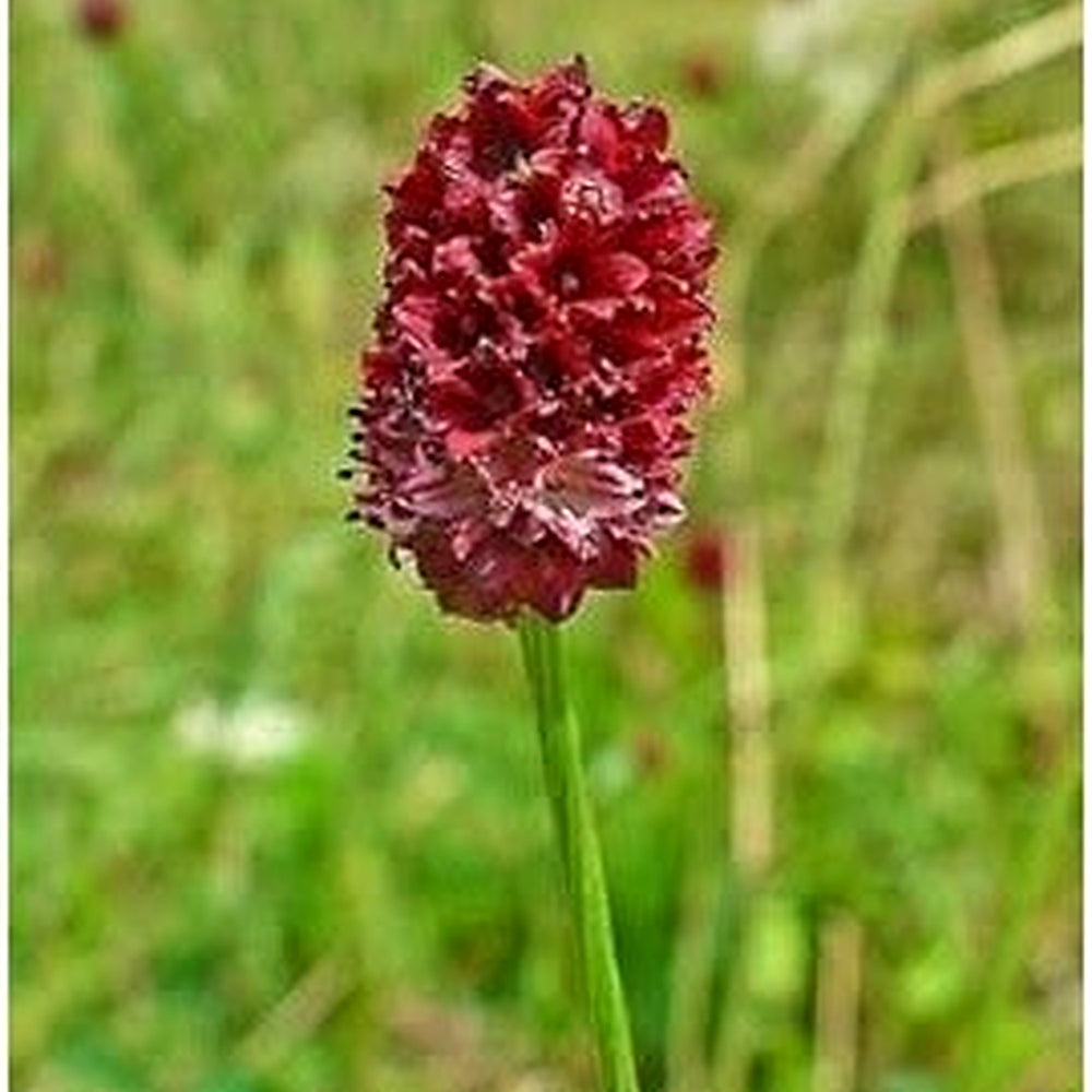 Red Sanguisorba Officinalis Plant Seeds for Planting [neera-v5-9d2c243f34cceeabb051]
