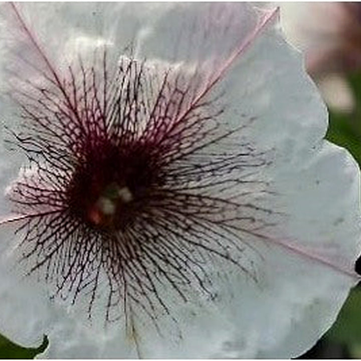 White &amp; Black Petunia Flower Seeds for Planting | Heirloom Non-GMO Organic Garden Seeds | High Germination Beautiful Blooms [neera-v5-9d3c19684784281e59ef]