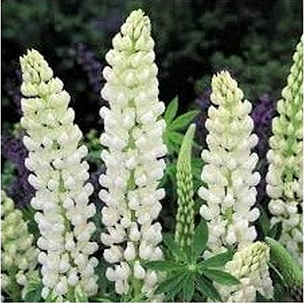 Lupinus Albus Flower Seeds for Planting [neera-v5-9d476b0809097ffa5fe6]